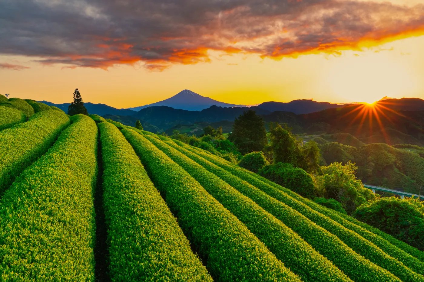 🏞️ 소나무밭 공원(마쓰바라 코엔) 이미지 7